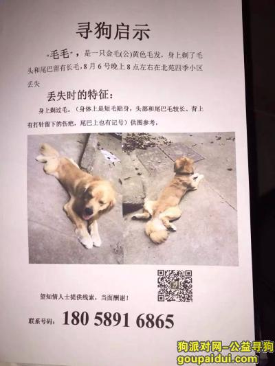 酬谢一万，跪求浙江义乌的朋友帮帮忙阿！，它是一只非常可爱的宠物狗狗，希望它早日回家，不要变成流浪狗。