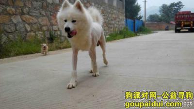 【桂林找狗】，寻找萨摩耶不二，有重酬，它是一只非常可爱的宠物狗狗，希望它早日回家，不要变成流浪狗。