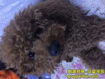 大庆找狗，本人于8.26日晚 在大庆六厂十区走失棕色泰迪弟弟一只，它是一只非常可爱的宠物狗狗，希望它早日回家，不要变成流浪狗。