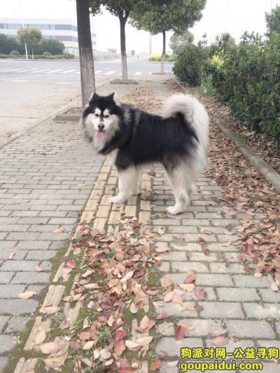 【嘉兴找狗】，桐乡市灵安镇走失阿拉斯加，它是一只非常可爱的宠物狗狗，希望它早日回家，不要变成流浪狗。