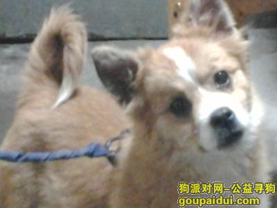 2015年7月初在北京朝阳区双井桥北丢失蝴蝶串母狗，黄色，脸部有白毛，尾巴尖有一点白毛，望有见者，电话 18936881065，当面酬谢。，它是一只非常可爱的宠物狗狗，希望它早日回家，不要变成流浪狗。