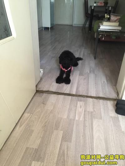 寻找10月大的黑色泰迪，它是一只非常可爱的宠物狗狗，希望它早日回家，不要变成流浪狗。