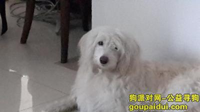 广州丢狗，寻狗白色公狗“帅帅”，它是一只非常可爱的宠物狗狗，希望它早日回家，不要变成流浪狗。
