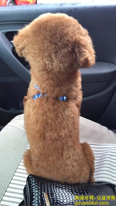 7月28日在崇州市九龙路附近走丢一只泰迪！！愿意5000以内高价买回！！！，它是一只非常可爱的宠物狗狗，希望它早日回家，不要变成流浪狗。
