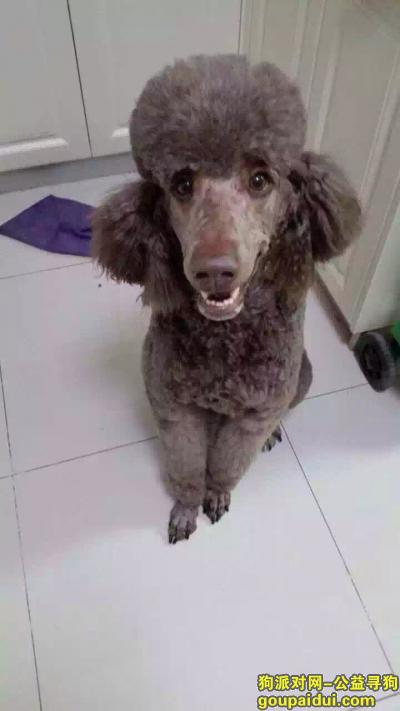 北京朝阳，一巧克力色巨型泰迪走失，它是一只非常可爱的宠物狗狗，希望它早日回家，不要变成流浪狗。