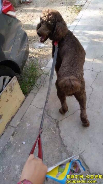 【北京找狗】，朝阳区3岁巨型泰迪走失，它是一只非常可爱的宠物狗狗，希望它早日回家，不要变成流浪狗。