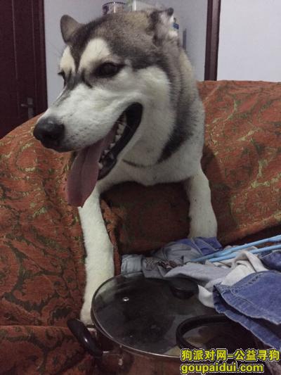 郑州中原区寻烟灰色八个月大哈士奇，它是一只非常可爱的宠物狗狗，希望它早日回家，不要变成流浪狗。