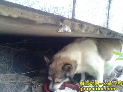北京朝阳区建外soho有一只走失的母狗，它在排水沟边生了小狗，饥寒交迫，望主人来领它回家。，它是一只非常可爱的宠物狗狗，希望它早日回家，不要变成流浪狗。