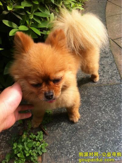 湖南长沙寻找爱犬启示，它是一只非常可爱的宠物狗狗，希望它早日回家，不要变成流浪狗。