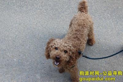 安阳聂村寻四岁泰迪乐乐，它是一只非常可爱的宠物狗狗，希望它早日回家，不要变成流浪狗。