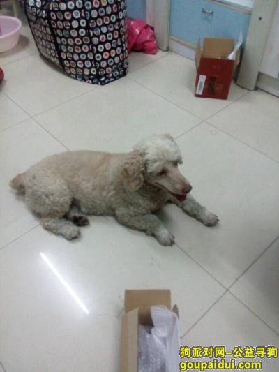 收养贵宾，重庆北碚拾到一白色巨型贵宾，找主人，它是一只非常可爱的宠物狗狗，希望它早日回家，不要变成流浪狗。