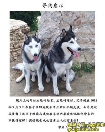 【北京找狗】，寻狗启示两只哈士奇走丢，它是一只非常可爱的宠物狗狗，希望它早日回家，不要变成流浪狗。