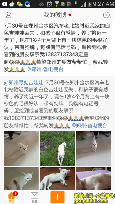 郑州寻狗启示，寻找白色吉娃娃串串郑州，它是一只非常可爱的宠物狗狗，希望它早日回家，不要变成流浪狗。
