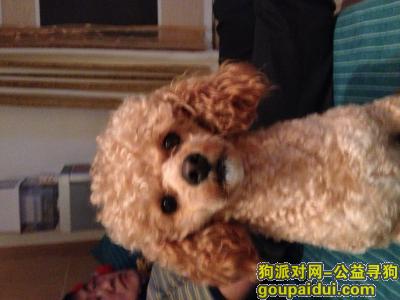 【宜昌找狗】，湖北省宜昌市当阳市天泽苑小区丢失名叫Lucky的香槟色泰迪，它是一只非常可爱的宠物狗狗，希望它早日回家，不要变成流浪狗。