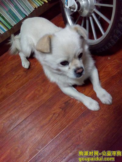 潍坊找狗，白色小笨狗果果走失酬金1000元，它是一只非常可爱的宠物狗狗，希望它早日回家，不要变成流浪狗。