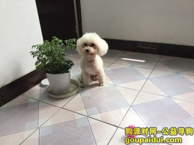 扬州寻狗网，扬州江都区重金白色小狗走失，它是一只非常可爱的宠物狗狗，希望它早日回家，不要变成流浪狗。