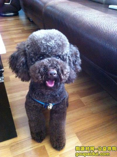 重庆南岸区府附近 巧克力泰迪丢失 酬金1000，它是一只非常可爱的宠物狗狗，希望它早日回家，不要变成流浪狗。