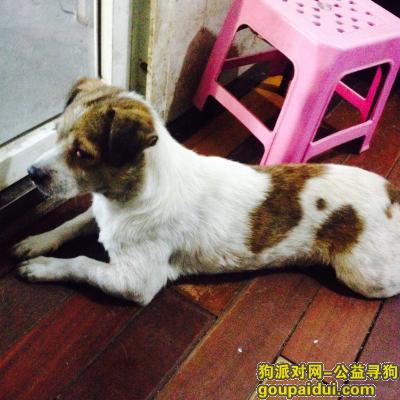 厦门找狗，厦门瑞景洪莲东路10号，它是一只非常可爱的宠物狗狗，希望它早日回家，不要变成流浪狗。