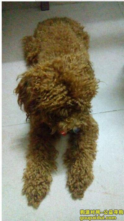 9.3中午12点多在广州棠下走丢，它是一只非常可爱的宠物狗狗，希望它早日回家，不要变成流浪狗。