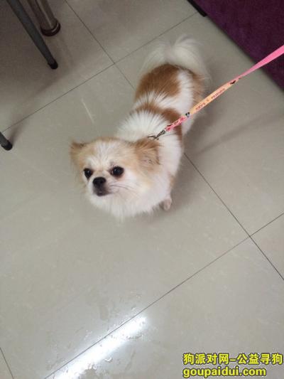 湘潭寻狗启示，15073226010，它是一只非常可爱的宠物狗狗，希望它早日回家，不要变成流浪狗。