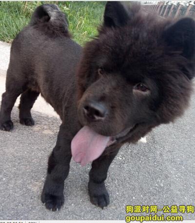 【天津找狗】，重金3000寻黑色半岁松狮，它是一只非常可爱的宠物狗狗，希望它早日回家，不要变成流浪狗。