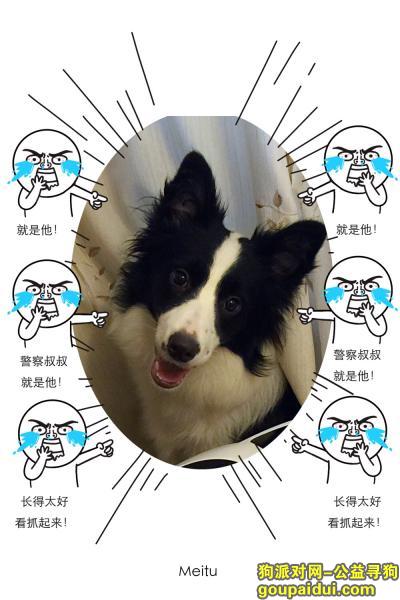 【南京找狗】，寻找黑白边境牧羊犬.母.10月大，它是一只非常可爱的宠物狗狗，希望它早日回家，不要变成流浪狗。