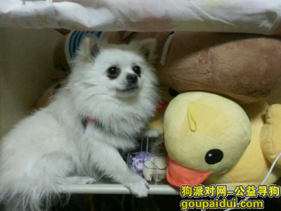 【上海找狗】，悬赏寻小型白色博美狗，它是一只非常可爱的宠物狗狗，希望它早日回家，不要变成流浪狗。