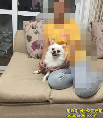 悬赏3000元寻找在上海浦东康桥宝邸丢失的一只小型白色狗狗，它是一只非常可爱的宠物狗狗，希望它早日回家，不要变成流浪狗。