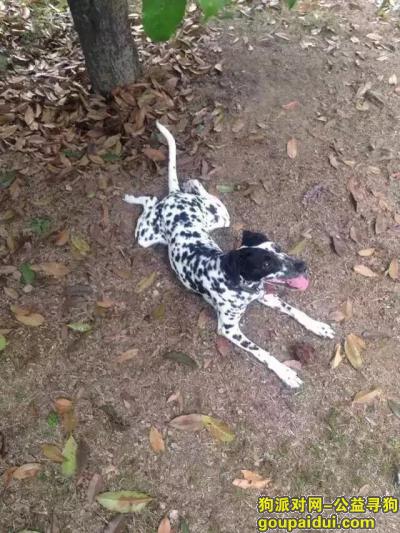 金华找狗，9.11在江南丹溪路阳光绿洲湾丢失海盗眼斑点狗，它是一只非常可爱的宠物狗狗，希望它早日回家，不要变成流浪狗。