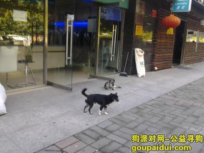 北京寻狗主人，北京朝阳区百子湾南二路中段路南侧有一只走丢的黑色公狗，很可怜望主人领它回家。，它是一只非常可爱的宠物狗狗，希望它早日回家，不要变成流浪狗。