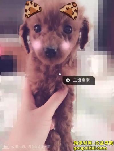 【威海找狗】，文登千元寻找棕红色泰迪狗，它是一只非常可爱的宠物狗狗，希望它早日回家，不要变成流浪狗。