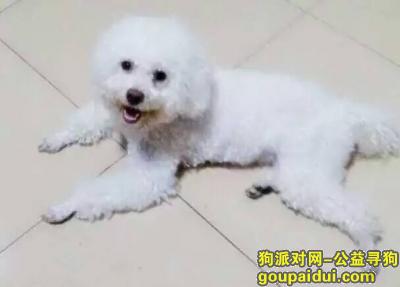 潍坊永安路附近求助寻狗，它是一只非常可爱的宠物狗狗，希望它早日回家，不要变成流浪狗。