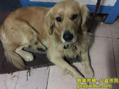 深圳寻狗，罗湖区 独树村附近 金毛，它是一只非常可爱的宠物狗狗，希望它早日回家，不要变成流浪狗。