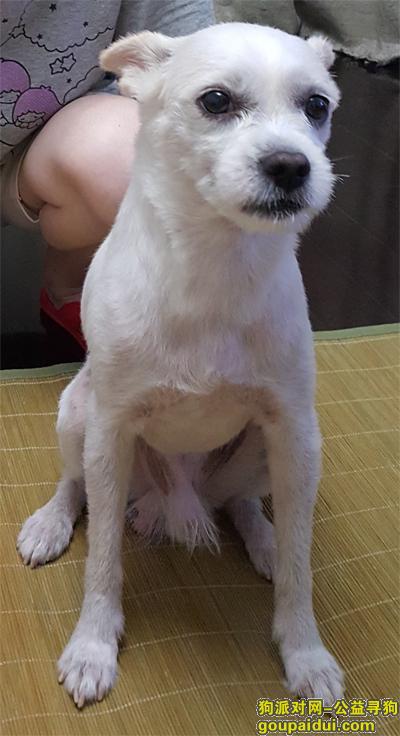 上海找狗，上海普陀区阳光威尼斯 酬谢金额1000 13818128211 周，它是一只非常可爱的宠物狗狗，希望它早日回家，不要变成流浪狗。