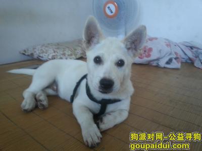 深圳找狗，光明楼村后海工业区被抢，也有可能去了东莞，找到重谢，它是一只非常可爱的宠物狗狗，希望它早日回家，不要变成流浪狗。