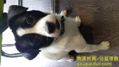 寻狗绍兴，望好心人告知 18758875461，它是一只非常可爱的宠物狗狗，希望它早日回家，不要变成流浪狗。