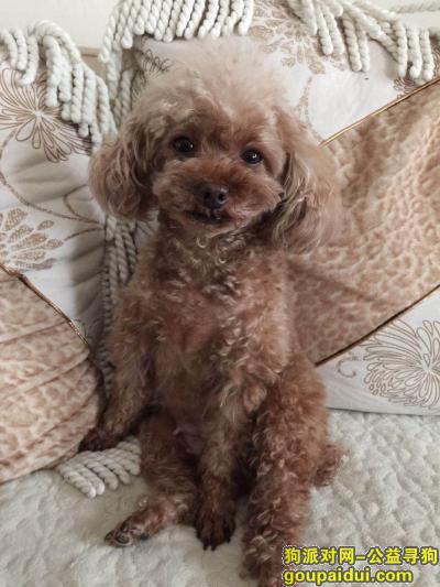 西安华城国际走失一条棕色泰迪'''，它是一只非常可爱的宠物狗狗，希望它早日回家，不要变成流浪狗。