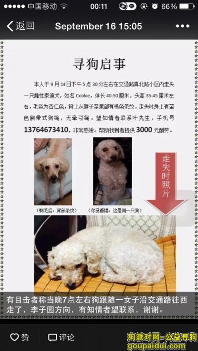 上海寻狗网，交通路李子园附近白色泰迪走丢，它是一只非常可爱的宠物狗狗，希望它早日回家，不要变成流浪狗。