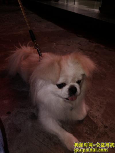 9月18日晚广州番禺区洛溪新城走失小狗旺旺，它是一只非常可爱的宠物狗狗，希望它早日回家，不要变成流浪狗。