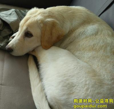 【北京找狗】，万元酬谢寻狗，拉布拉多，它是一只非常可爱的宠物狗狗，希望它早日回家，不要变成流浪狗。