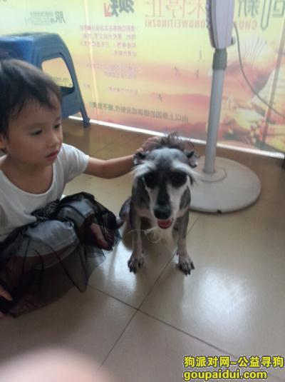 【广州找狗】，9月18日晚广州新塘镇凯旋门附近走失小狗锄头，它是一只非常可爱的宠物狗狗，希望它早日回家，不要变成流浪狗。