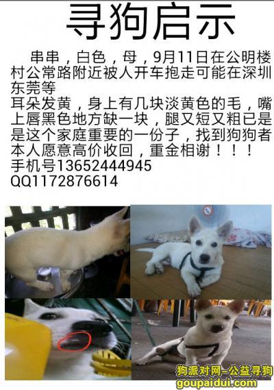 9月11日在广东深圳公明楼村公常路附近被人开车抓走，对本人非常重要，找到者本人愿意高价买回，它是一只非常可爱的宠物狗狗，希望它早日回家，不要变成流浪狗。