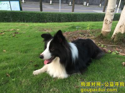 重庆江北寻找边境牧羊犬，它是一只非常可爱的宠物狗狗，希望它早日回家，不要变成流浪狗。