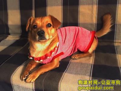 上海找狗，狗狗丢失，望好心人告知，必当重谢！，它是一只非常可爱的宠物狗狗，希望它早日回家，不要变成流浪狗。