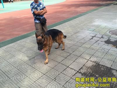 捡到狗，北京西三环9月22日发现黑背一只，它是一只非常可爱的宠物狗狗，希望它早日回家，不要变成流浪狗。