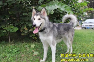 【西安找狗】，西安东门雪橇犬，鸡市拐，它是一只非常可爱的宠物狗狗，希望它早日回家，不要变成流浪狗。