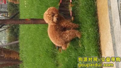 【北京找狗】，寻狗启示想你的马上开始咪西咪西你，它是一只非常可爱的宠物狗狗，希望它早日回家，不要变成流浪狗。