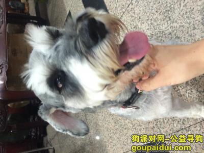 捡到狗，上海普陀区交通路附近捡到一只灰色雪纳瑞，它是一只非常可爱的宠物狗狗，希望它早日回家，不要变成流浪狗。