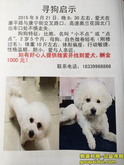 【郑州找狗】，郑东新区奥兰花园附近寻找比熊狗狗，它是一只非常可爱的宠物狗狗，希望它早日回家，不要变成流浪狗。
