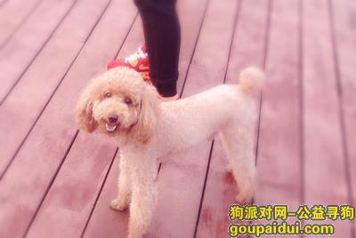 【襄阳找狗】，寻狗启示 黄色泰迪犬，它是一只非常可爱的宠物狗狗，希望它早日回家，不要变成流浪狗。